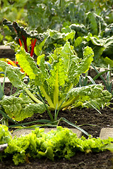 Image showing Swiss chard 02