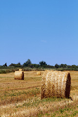 Image showing Hay bales