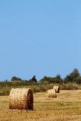 Image showing Hay bales