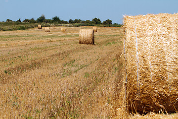 Image showing Hay bales