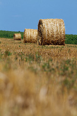 Image showing Hay bales