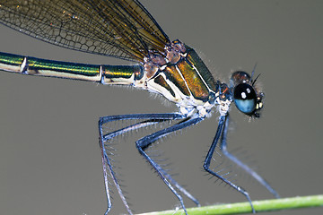 Image showing damselfly resting on leaf; particular