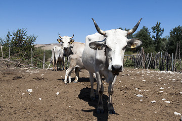 Image showing close-up of a cow