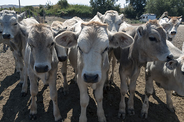 Image showing the farmer and the calf