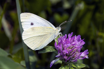 Image showing Butterfly Lycaedes on flower