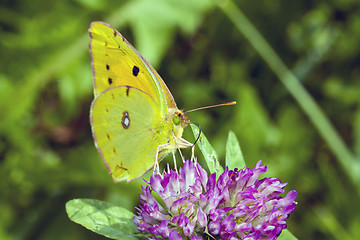 Image showing Butterfly Cloudless Sulphur on flower