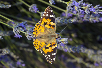 Image showing Butterfly Vanessa Atlanta on flower