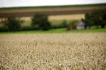 Image showing Spelt ears