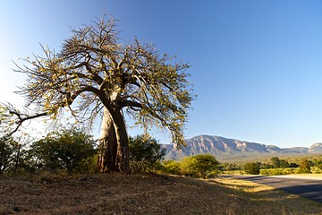 Image showing Baobab tree 
