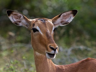 Image showing Impala 