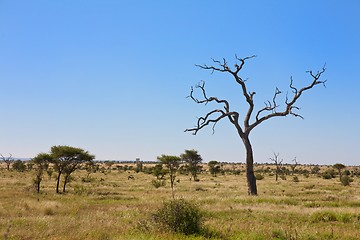 Image showing South Africa