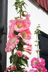 Image showing Hollyhock