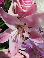 Image showing Lily in blossom