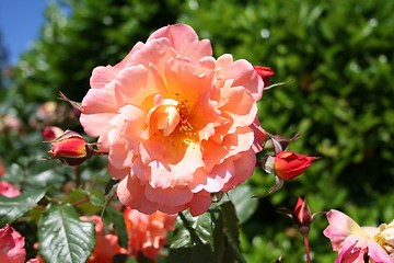 Image showing Beautiful rose