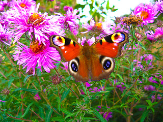 Image showing The peacock eye on the aster