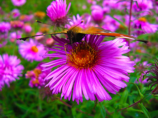 Image showing The peacock eye on the aster