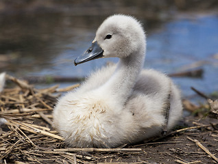 Image showing Cygnet profile