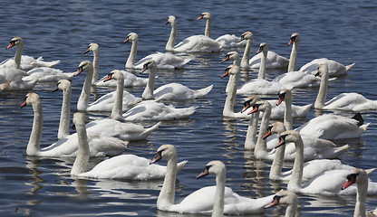 Image showing Group of swans swimming