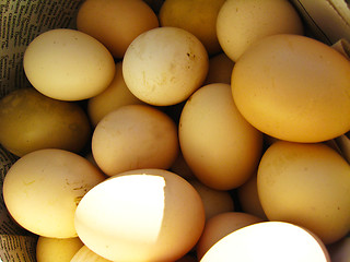 Image showing a lot of eggs of the hen