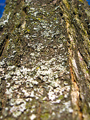 Image showing Dark bark of a tree
