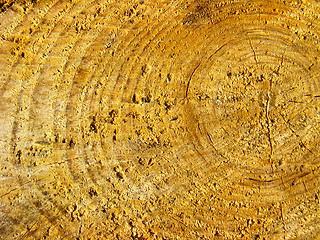 Image showing Pattern on a cut of a tree