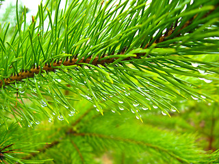 Image showing Green branches of a young pine with water drop