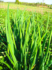 Image showing Bed of a green onions