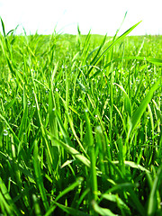 Image showing Dewdrop on a green blade