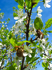 Image showing Chafers climbing on blossoming plum