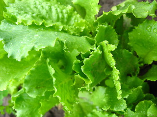 Image showing Green leaves of useful lettuce