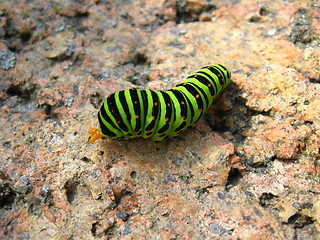 Image showing Caterpillar of the butterfly  machaon on the stone