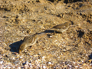 Image showing Two sparrows on a grey background