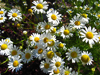 Image showing beautiful white chamomiles