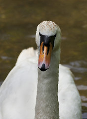 Image showing Swan