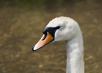 Image showing Swan in profile