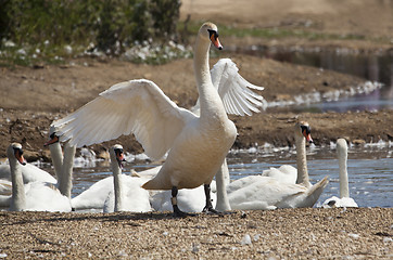 Image showing Swan stretching its wings