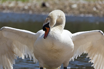 Image showing Swan with wings outstretched