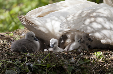 Image showing Swans nest