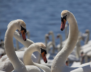 Image showing Three swans