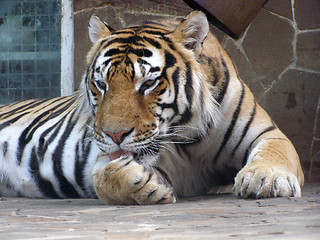 Image showing The Tiger