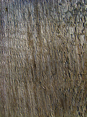 Image showing Dark bark of a tree