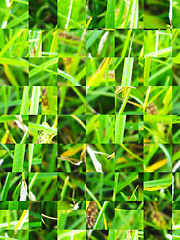 Image showing Green abstract background