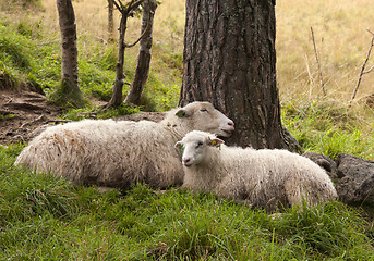 Image showing Sheep