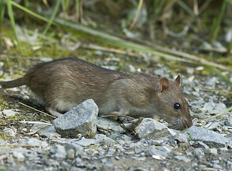 Image showing Brown rat