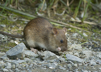 Image showing Brown rat