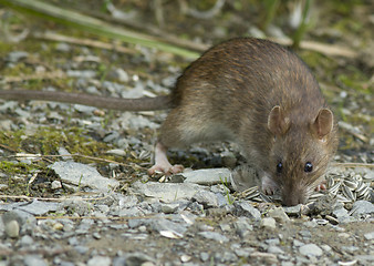 Image showing Brown rat