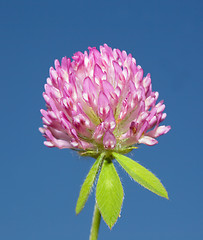 Image showing Red Clover (trifolium pratense) flowerhead