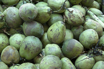 Image showing Fresh coconuts