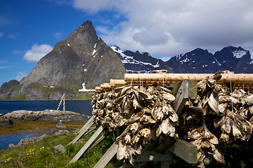 Image showing Drying of stockfish on Lofoten