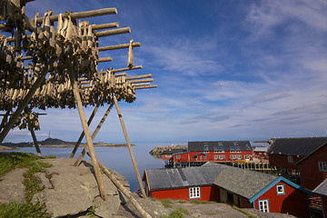 Image showing Stockfish on Lofoten